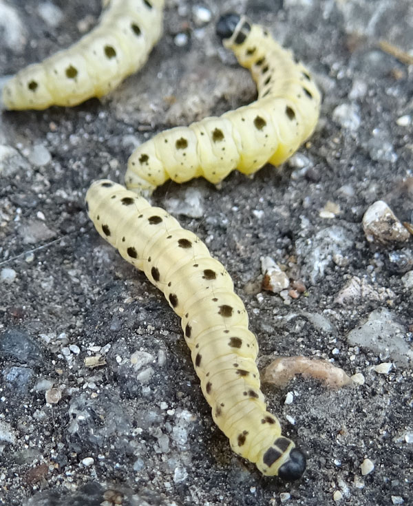 larve di Yponomeuta cfr. cagnagella (Yponomeutidae)